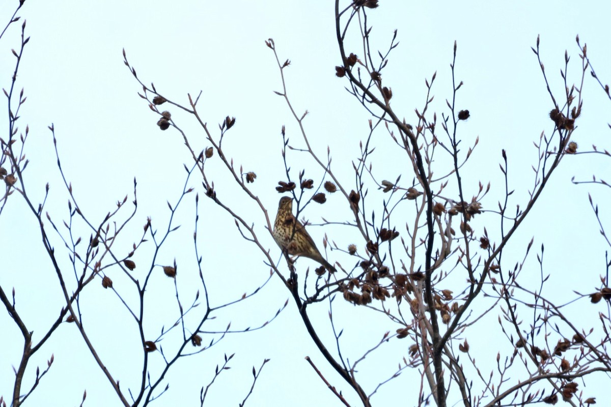 Song Thrush - ML644521815