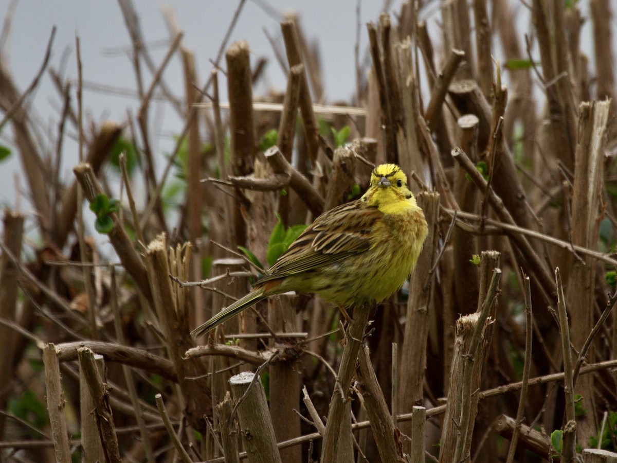 Escribano Cerillo - ML644521819