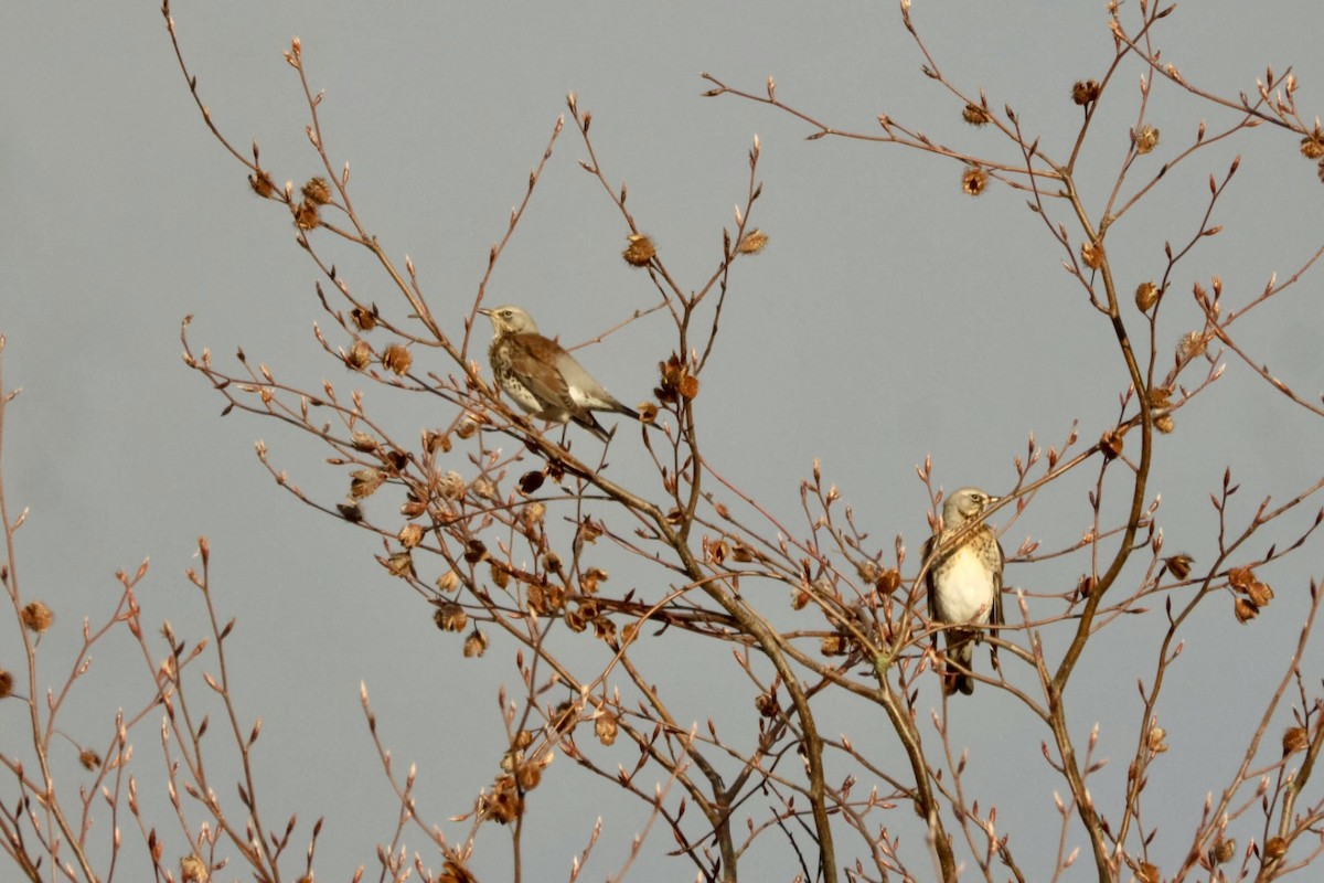 Fieldfare - ML644521822