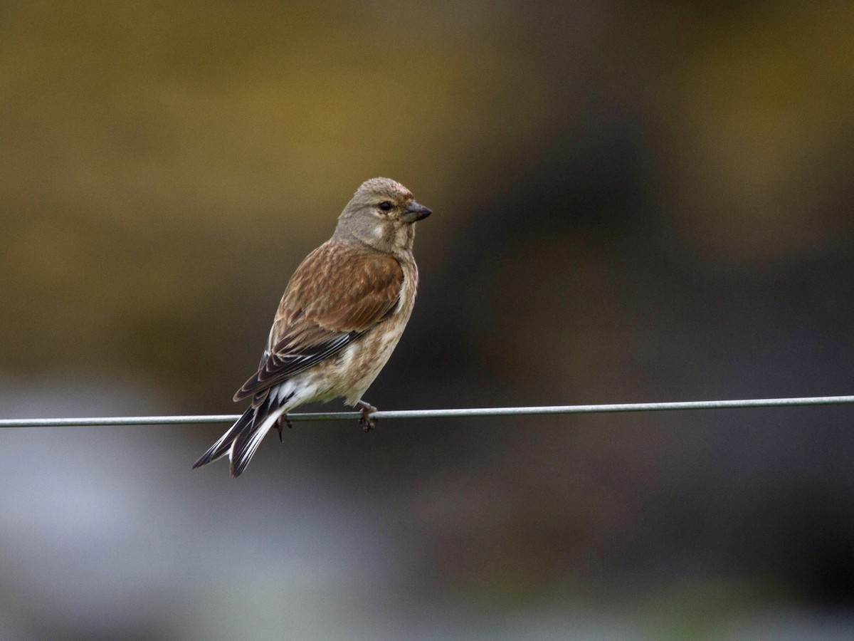 Pardillo Común - ML644521826