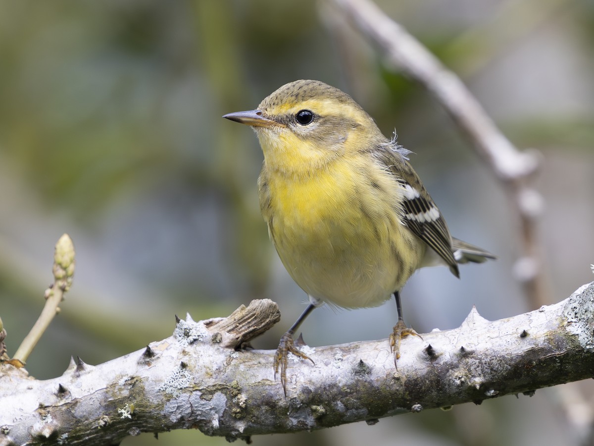 lesňáček jedlovcový - ML644521830