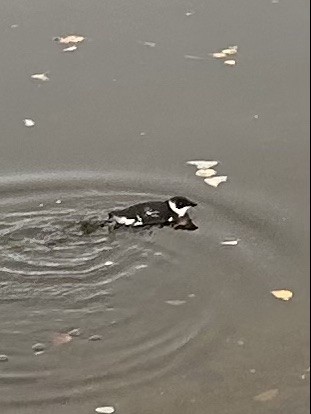 Люрик - ML644521831