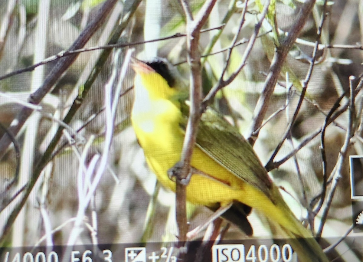 Paruline voilée - ML644521832