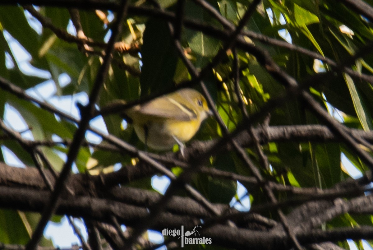 White-eyed Vireo - ML644521836