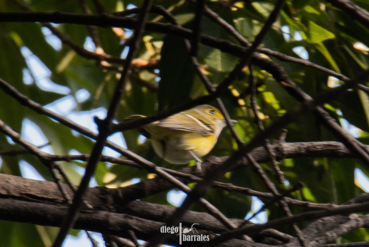 White-eyed Vireo - ML644521837