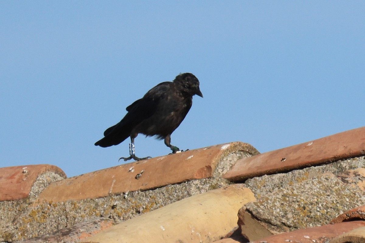 ニシコクマルガラス - ML644521838