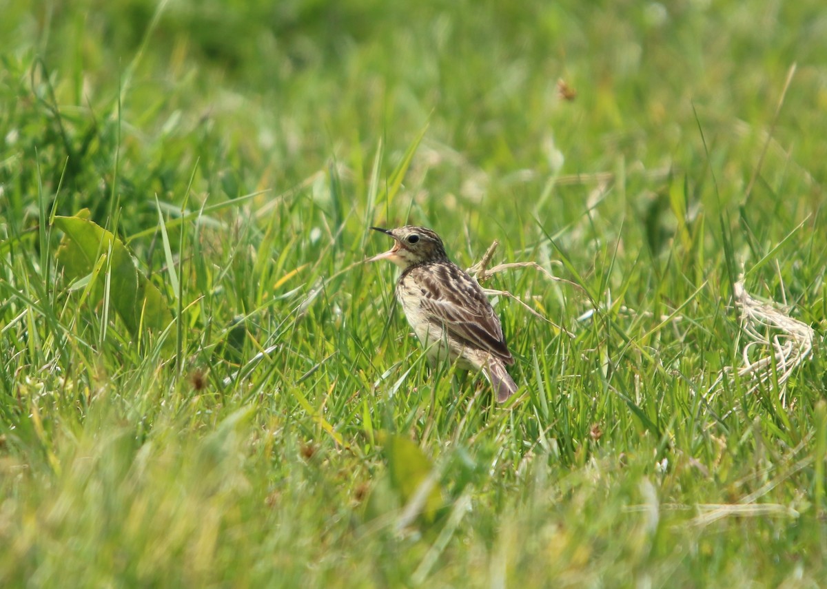 gresspiplerke - ML644521843