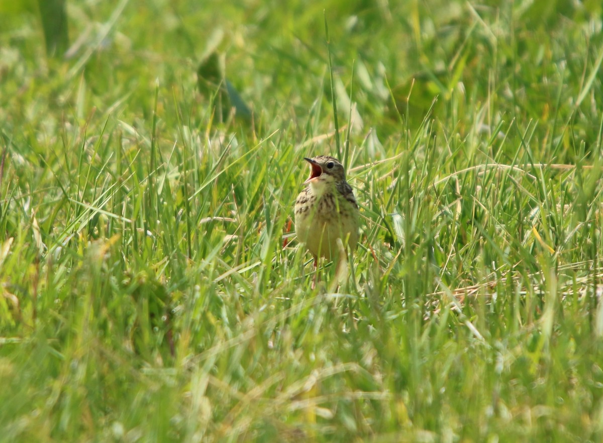 Yellowish Pipit - ML644521844