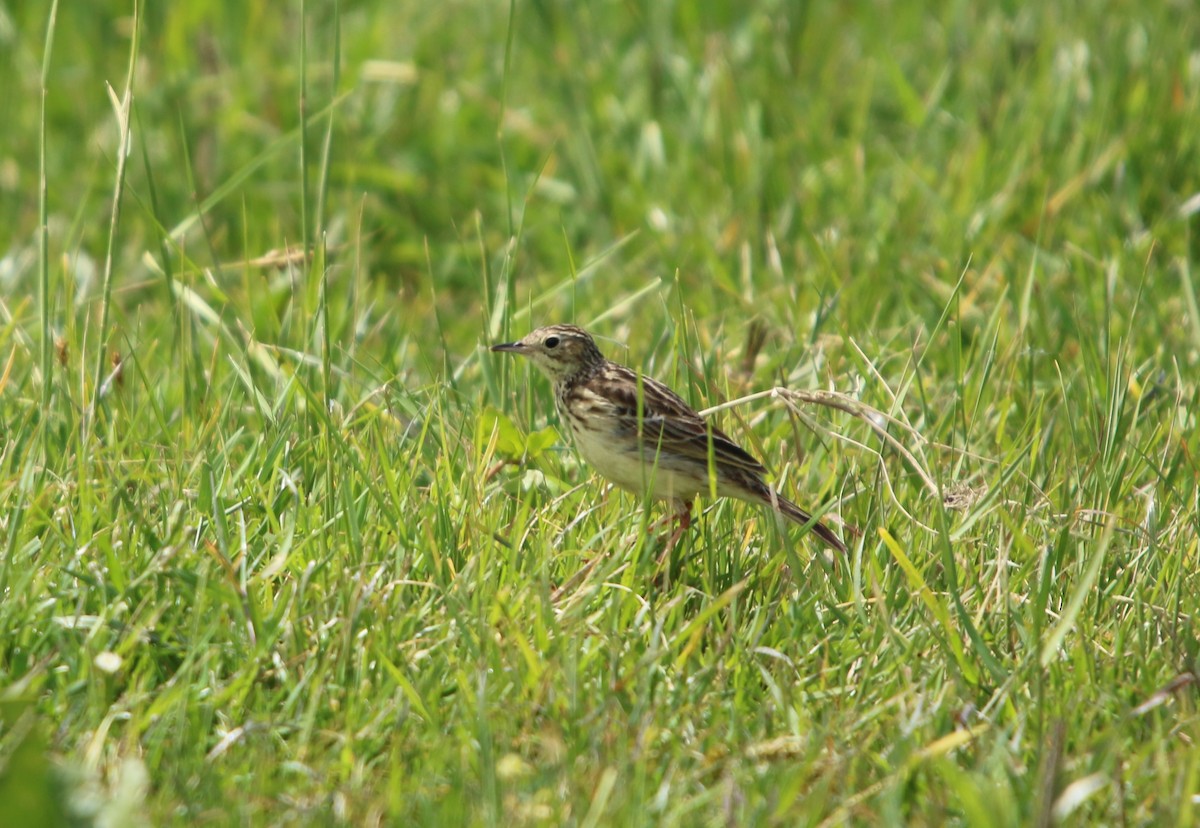 Yellowish Pipit - ML644521845