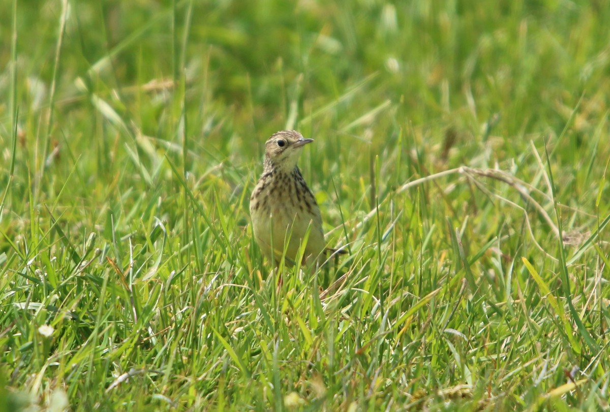 gresspiplerke - ML644521846