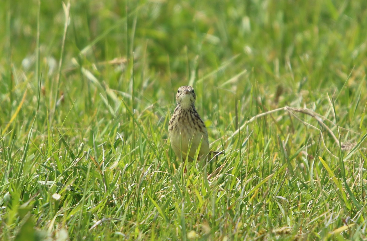 gresspiplerke - ML644521847