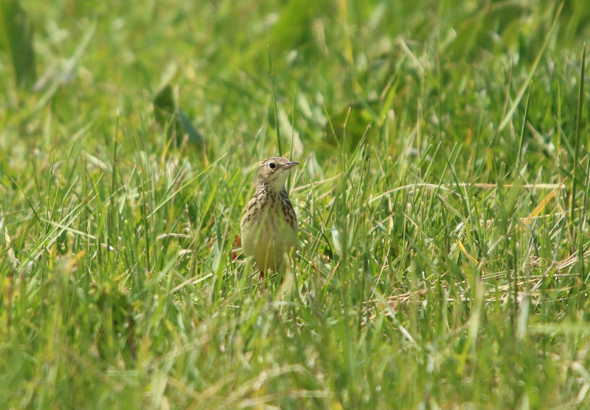 gresspiplerke - ML644521848