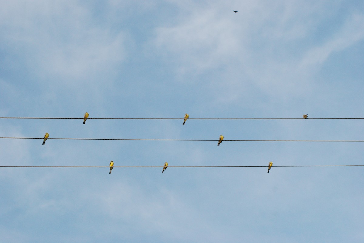 tropekongetyrann - ML644521851