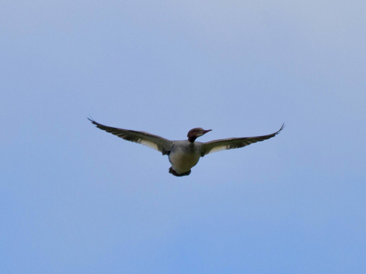 laksand - ML644521852