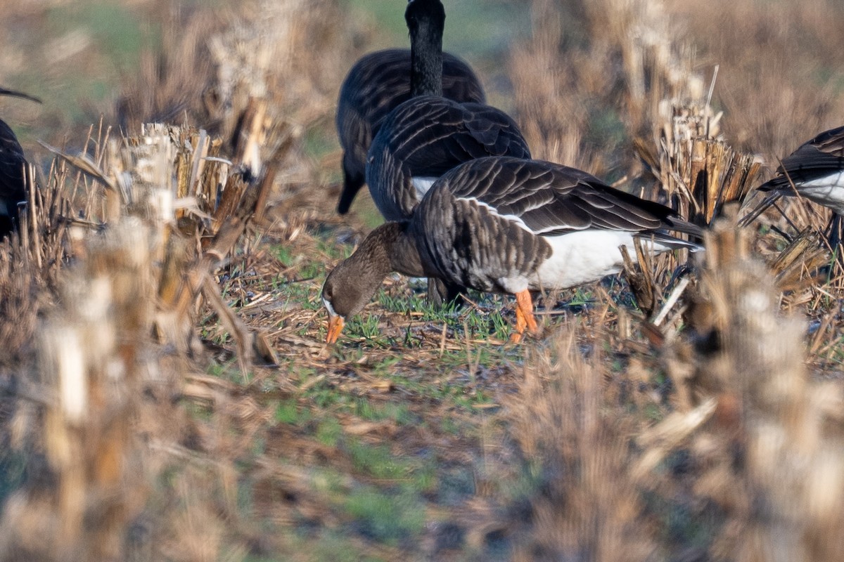 tundragås - ML644521854