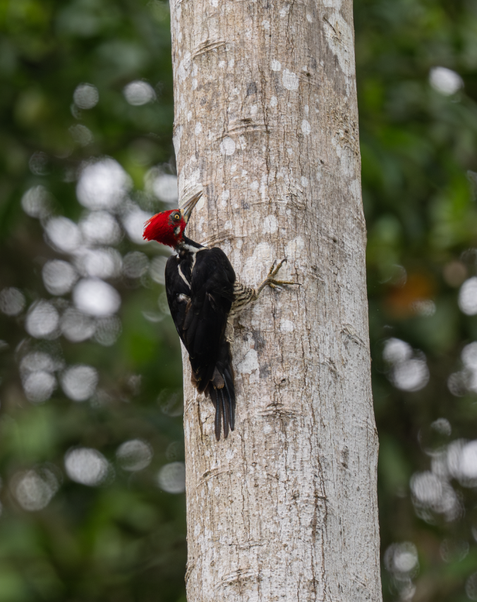 høvdingspett - ML644521855