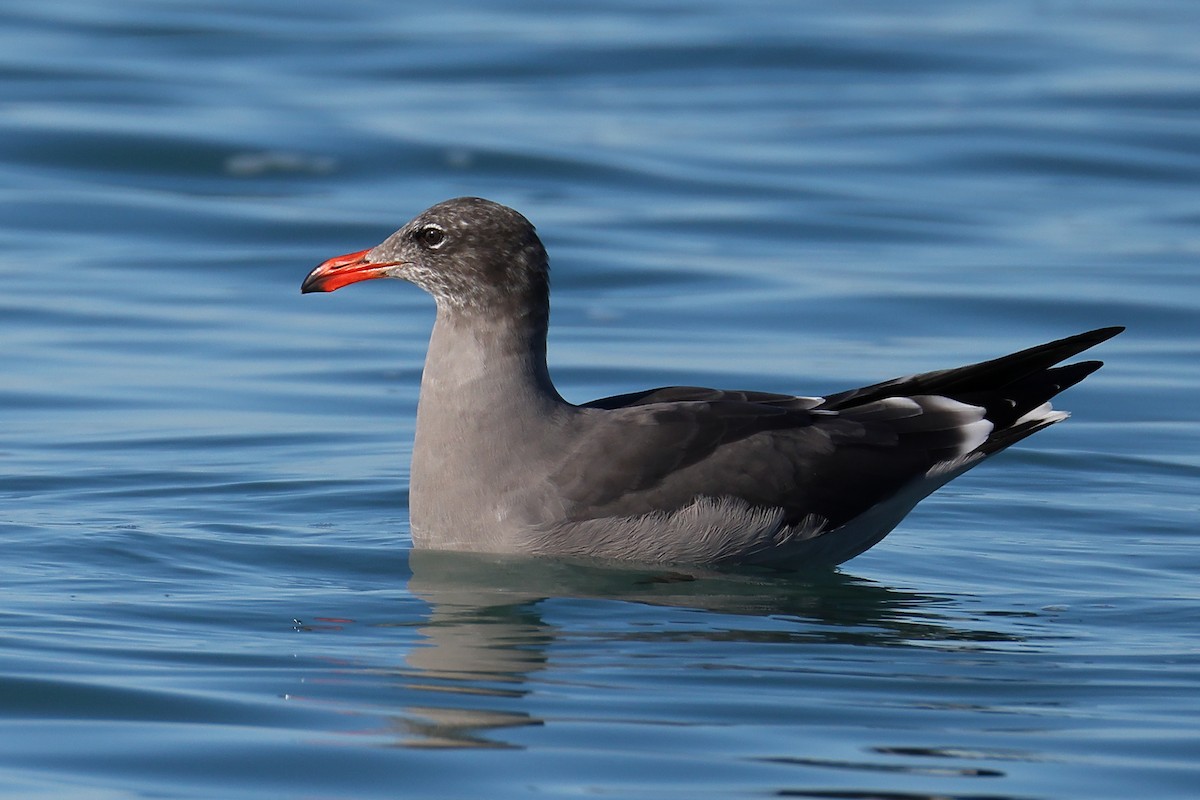 askemåke - ML644521857