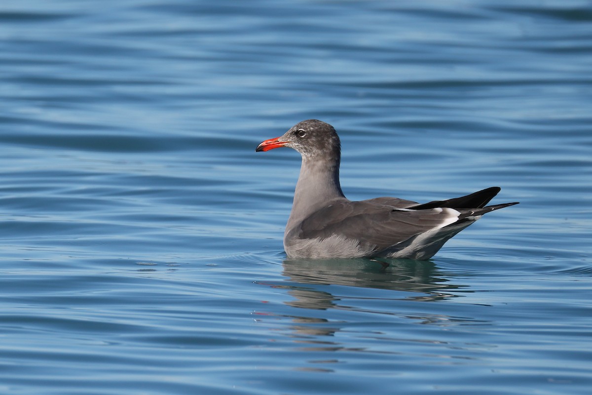 askemåke - ML644521858