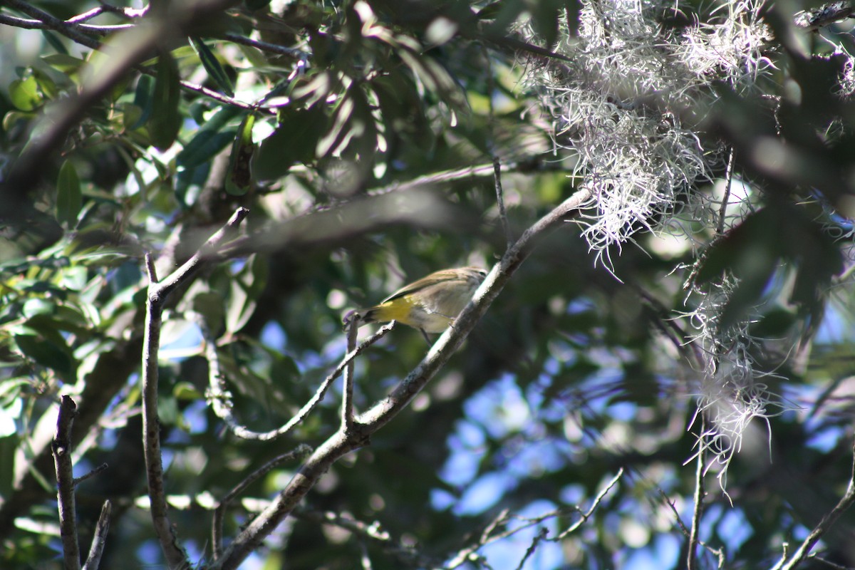 myrparula - ML644521860