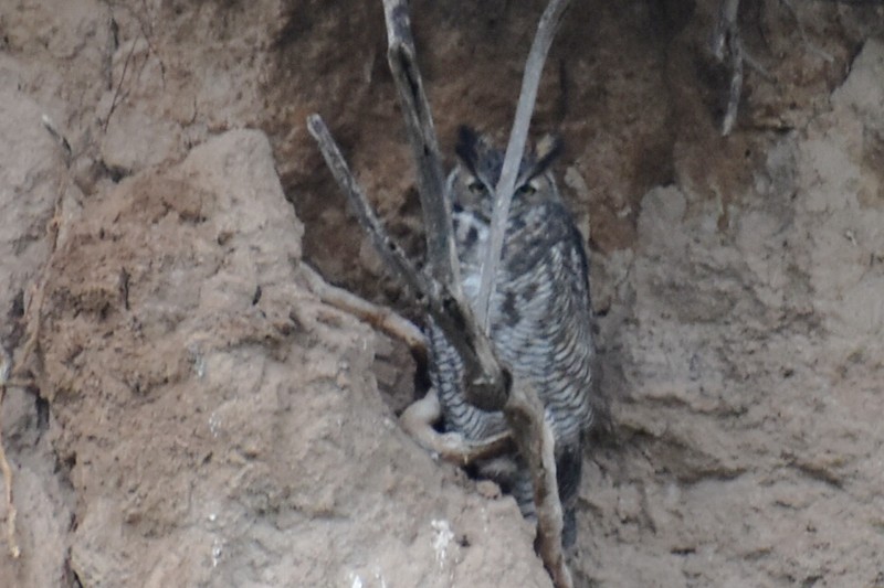 amerikahubro - ML644521862