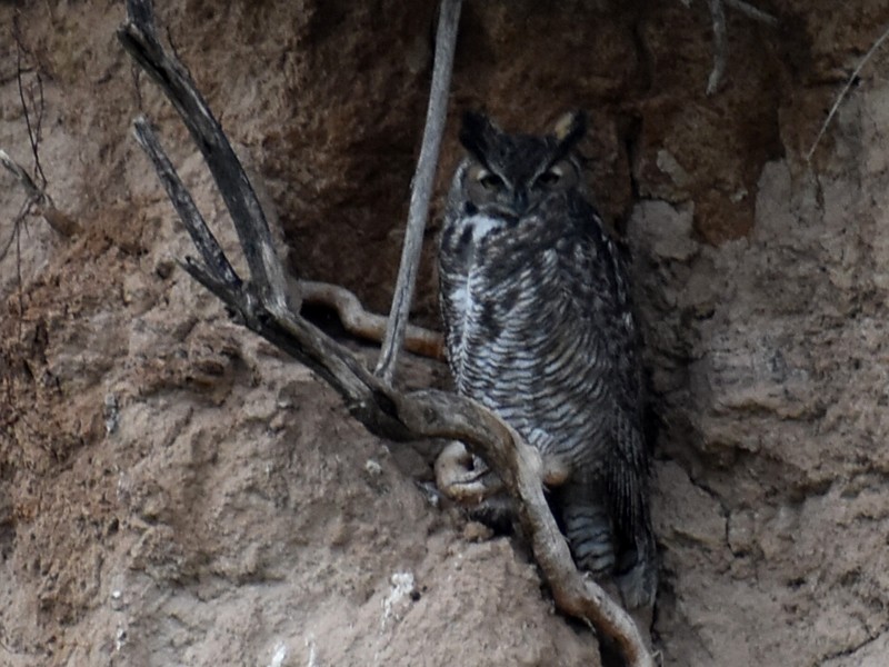 amerikahubro - ML644521863