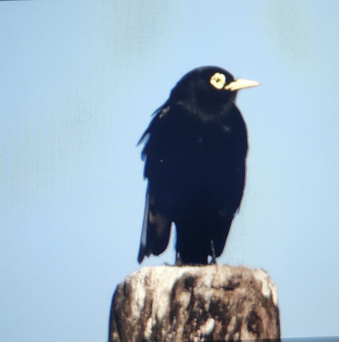 brilletyrann - ML644521864