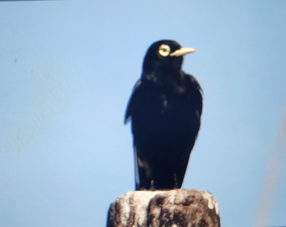 brilletyrann - ML644521865