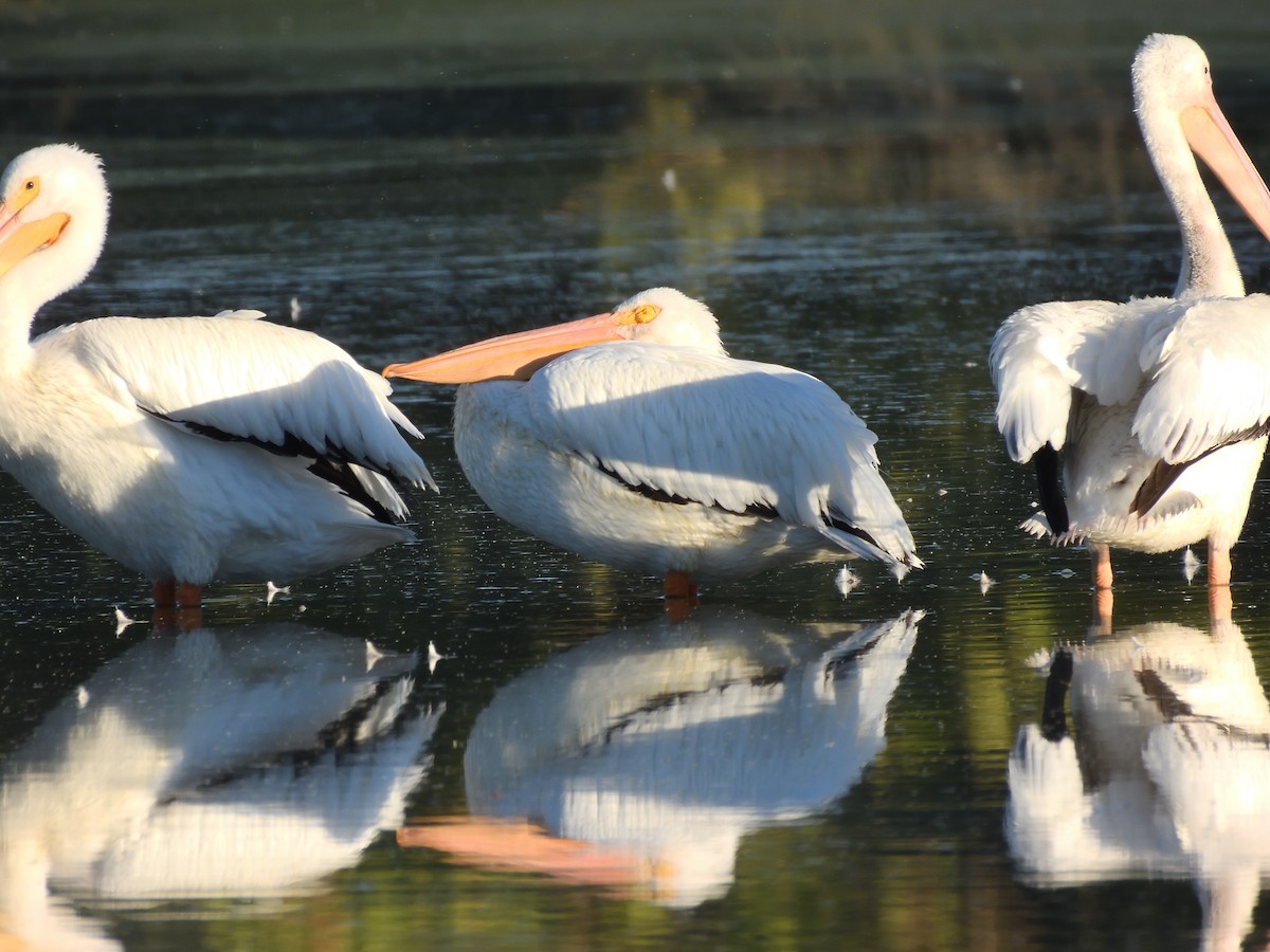 amerikapelikan - ML644521866