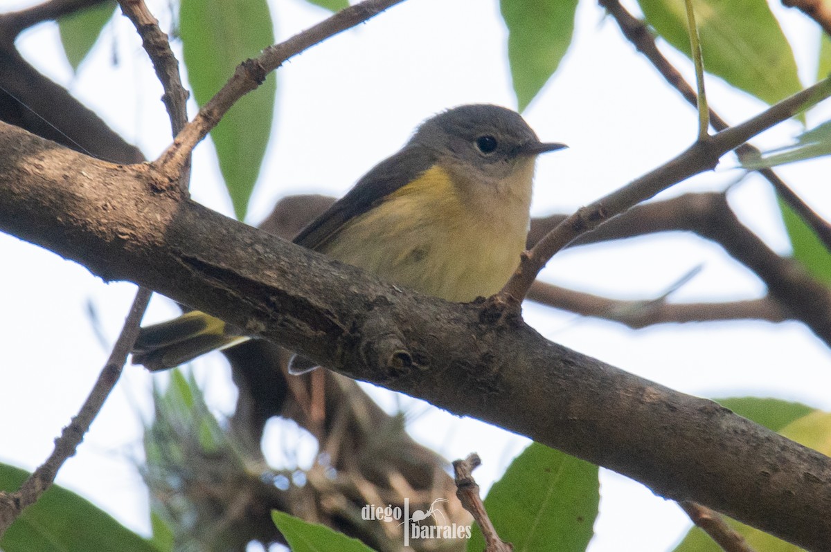 rødstjertparula - ML644521867