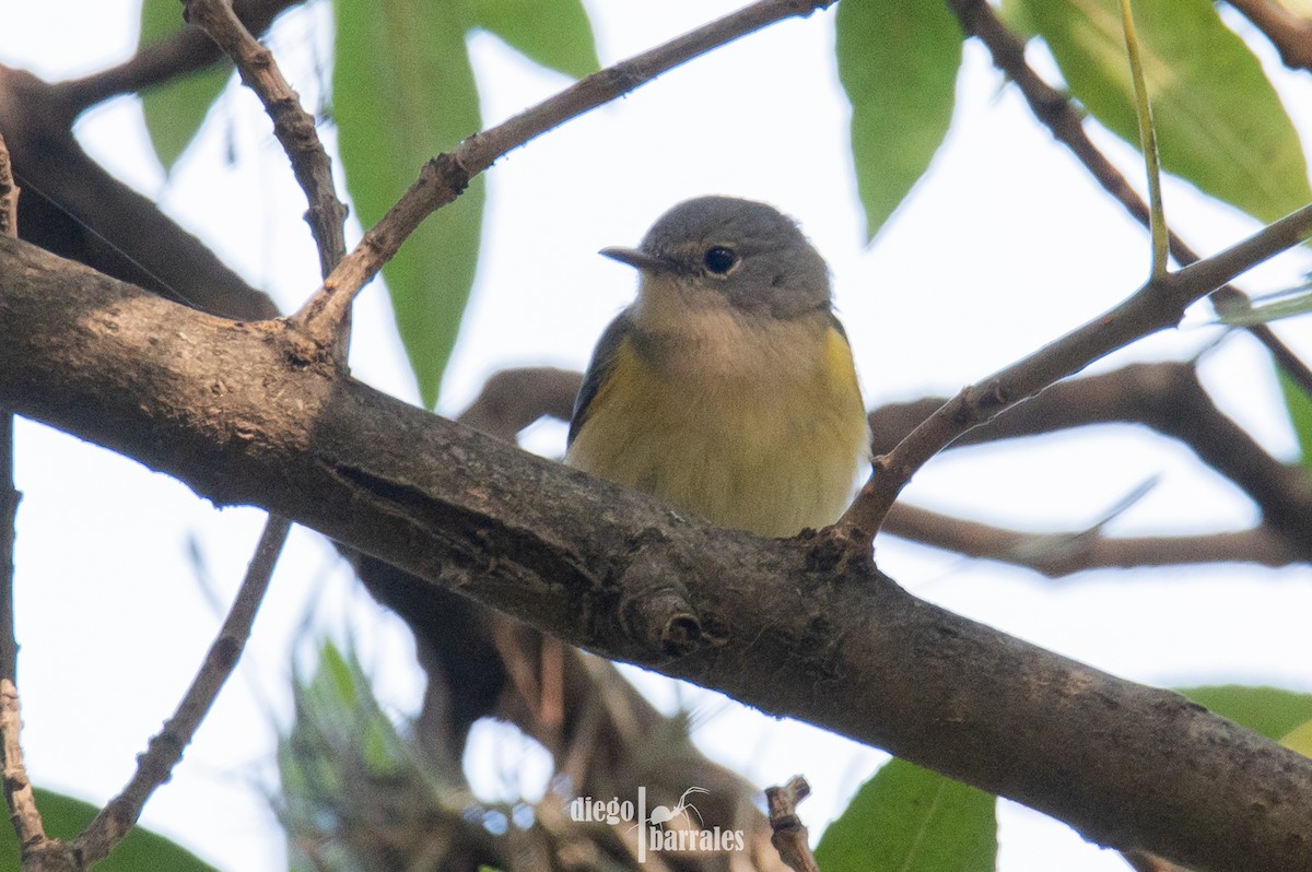 rødstjertparula - ML644521869