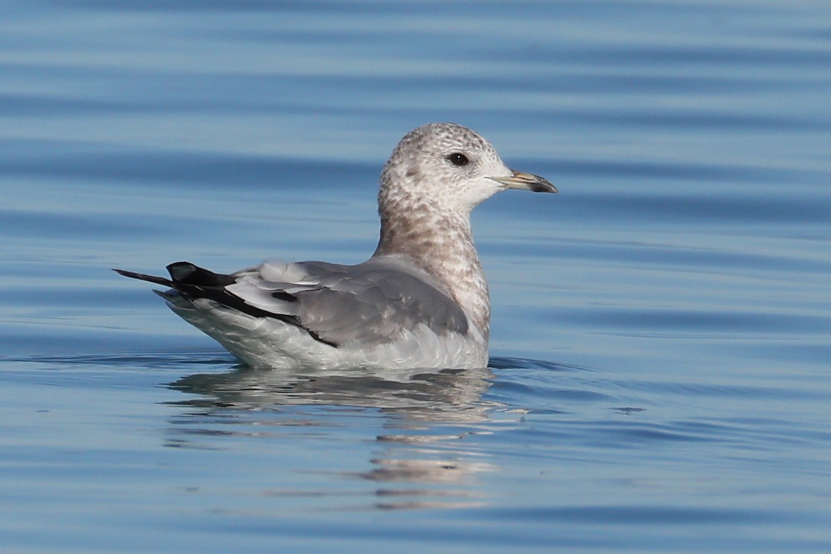 kortnebbmåke - ML644521871