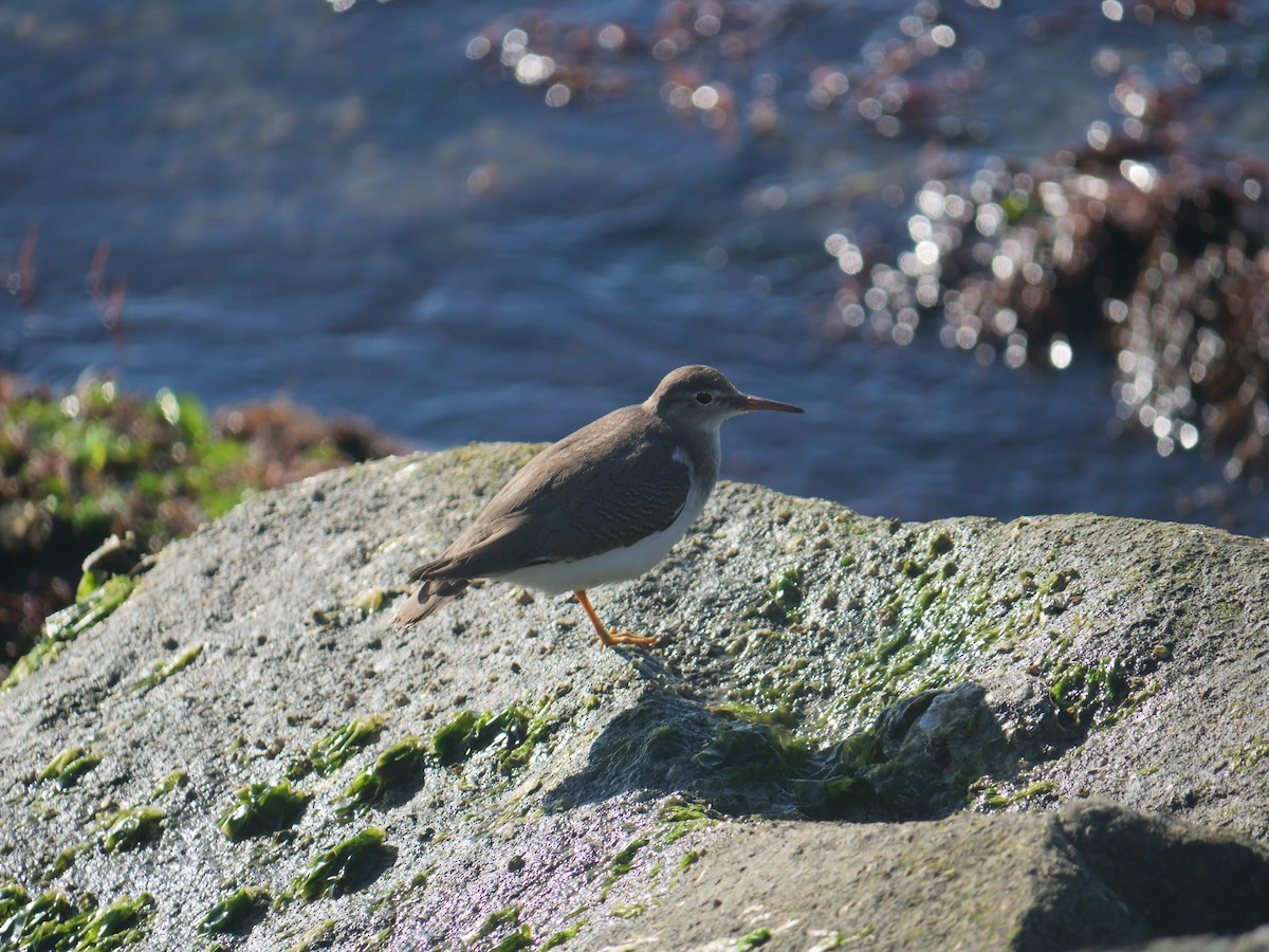 Spotted Sandpiper - ML644521872