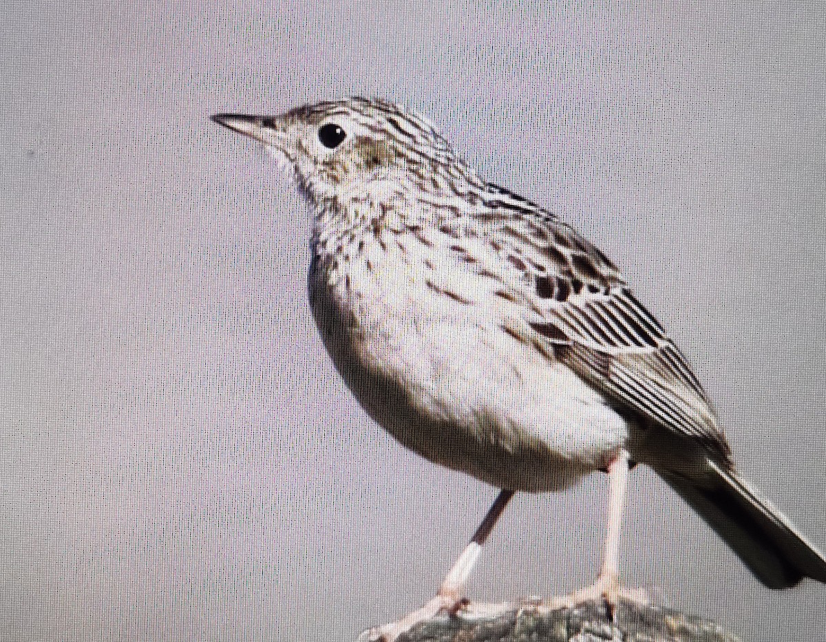 pampaspiplerke - ML644521873