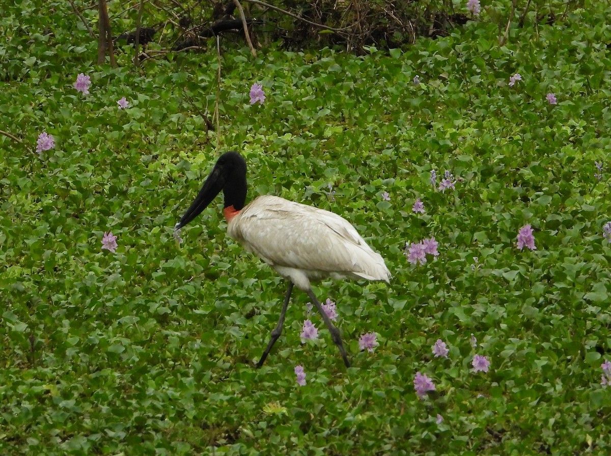 jabirustork - ML644521875