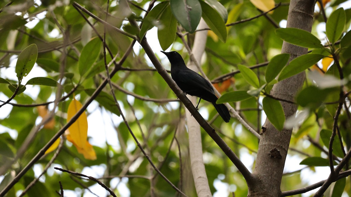 Black Catbird - ML644521879