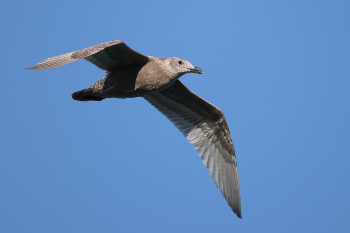 Glaucous-winged Gull - ML644521880