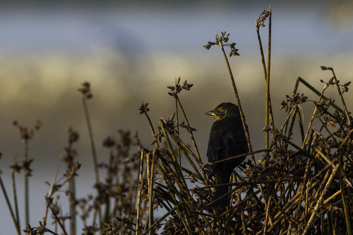 Carouge à tête jaune - ML644521886