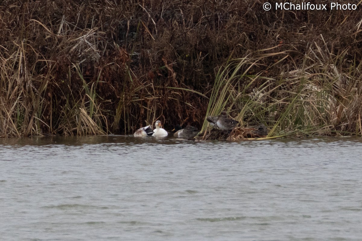 stokkand - ML644521896