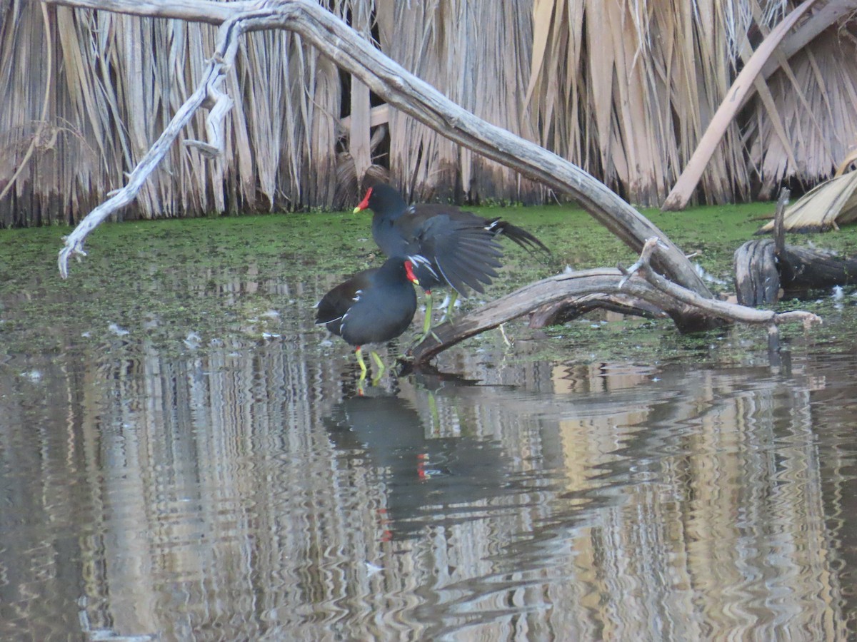 amerikasivhøne - ML644521897