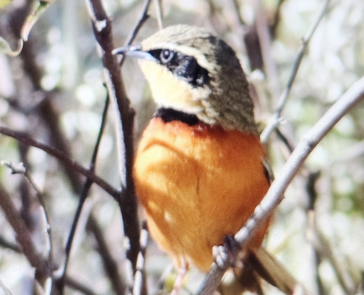 Zeytin Tepeli Hilalgerdan - ML644521898