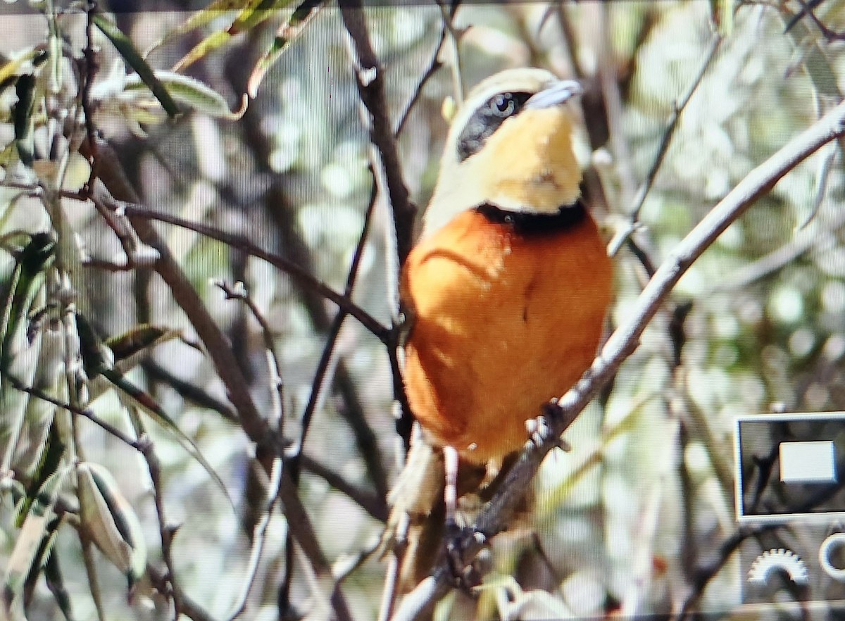 Zeytin Tepeli Hilalgerdan - ML644521900