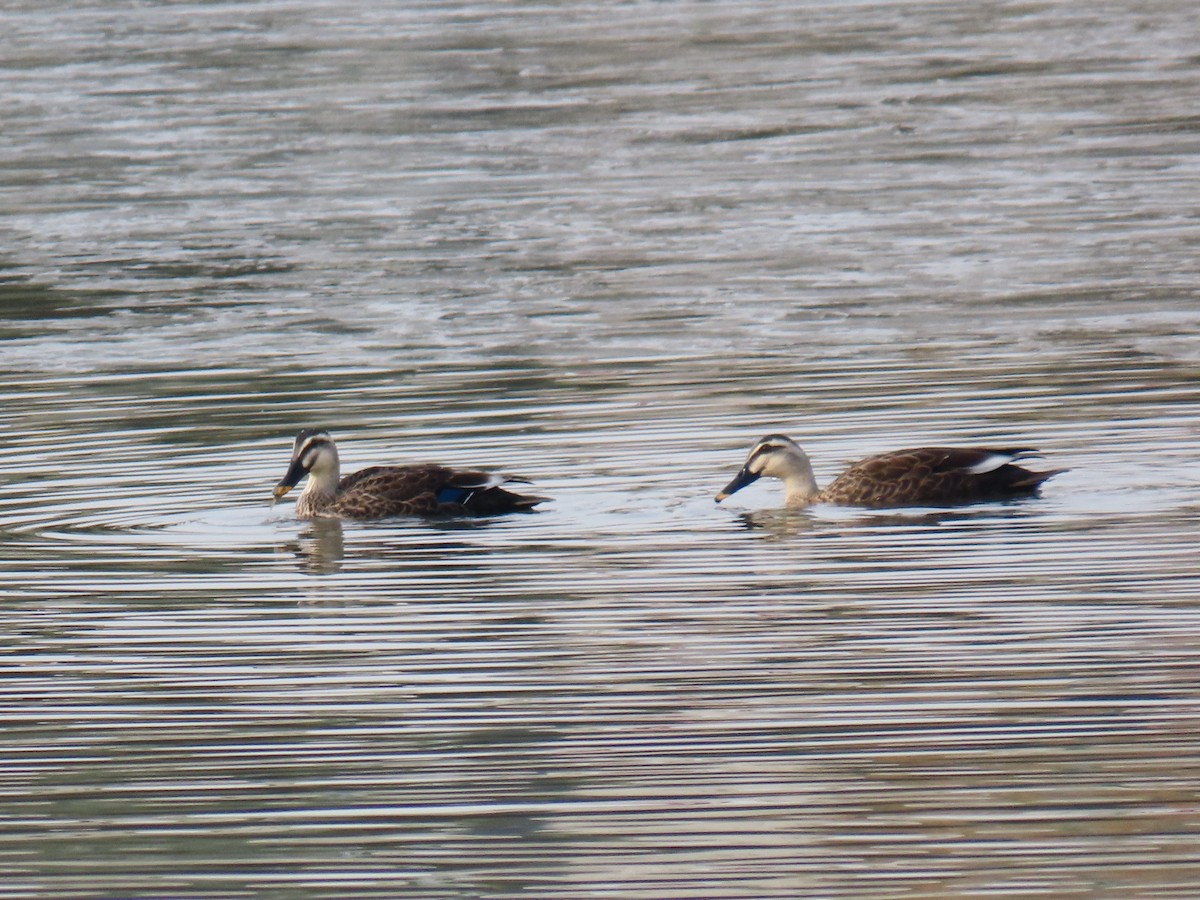 カルガモ - ML644521901