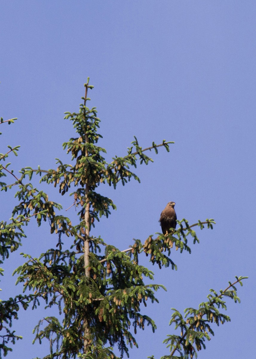 Busardo Ratonero (Occidental) - ML644521912