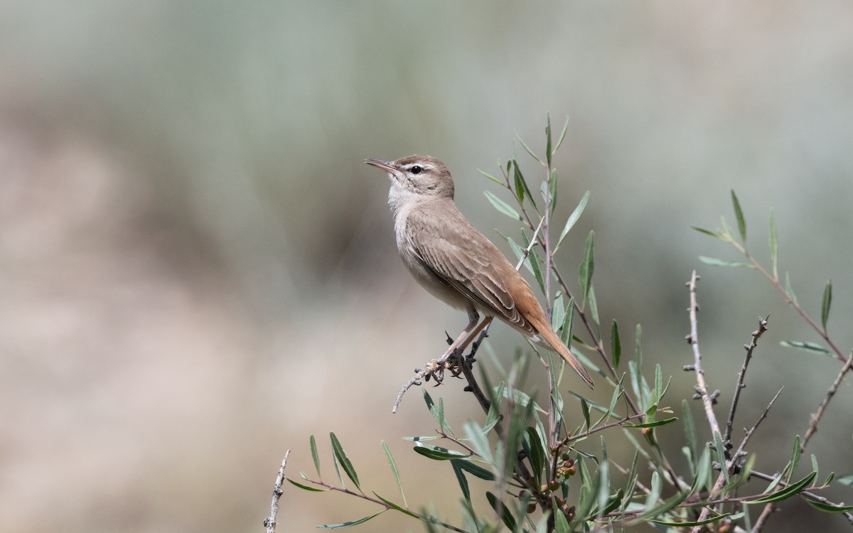 Alzacola Rojizo - ML644521926