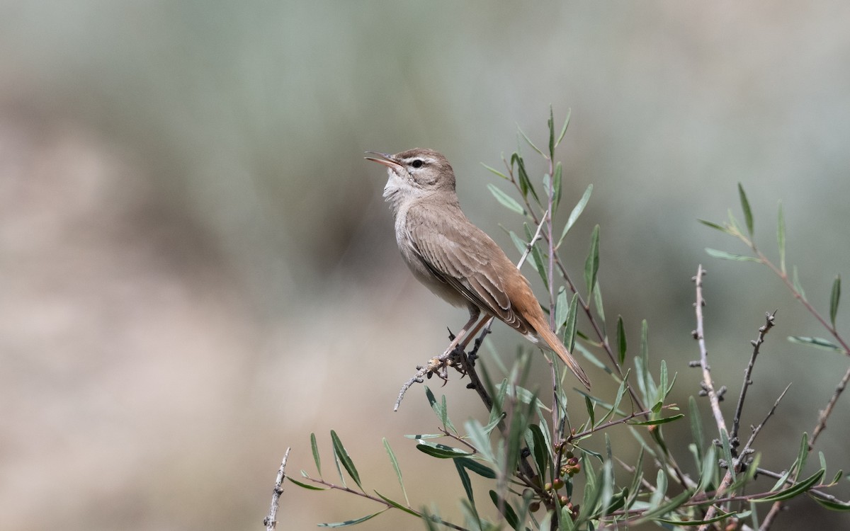 Alzacola Rojizo - ML644521927