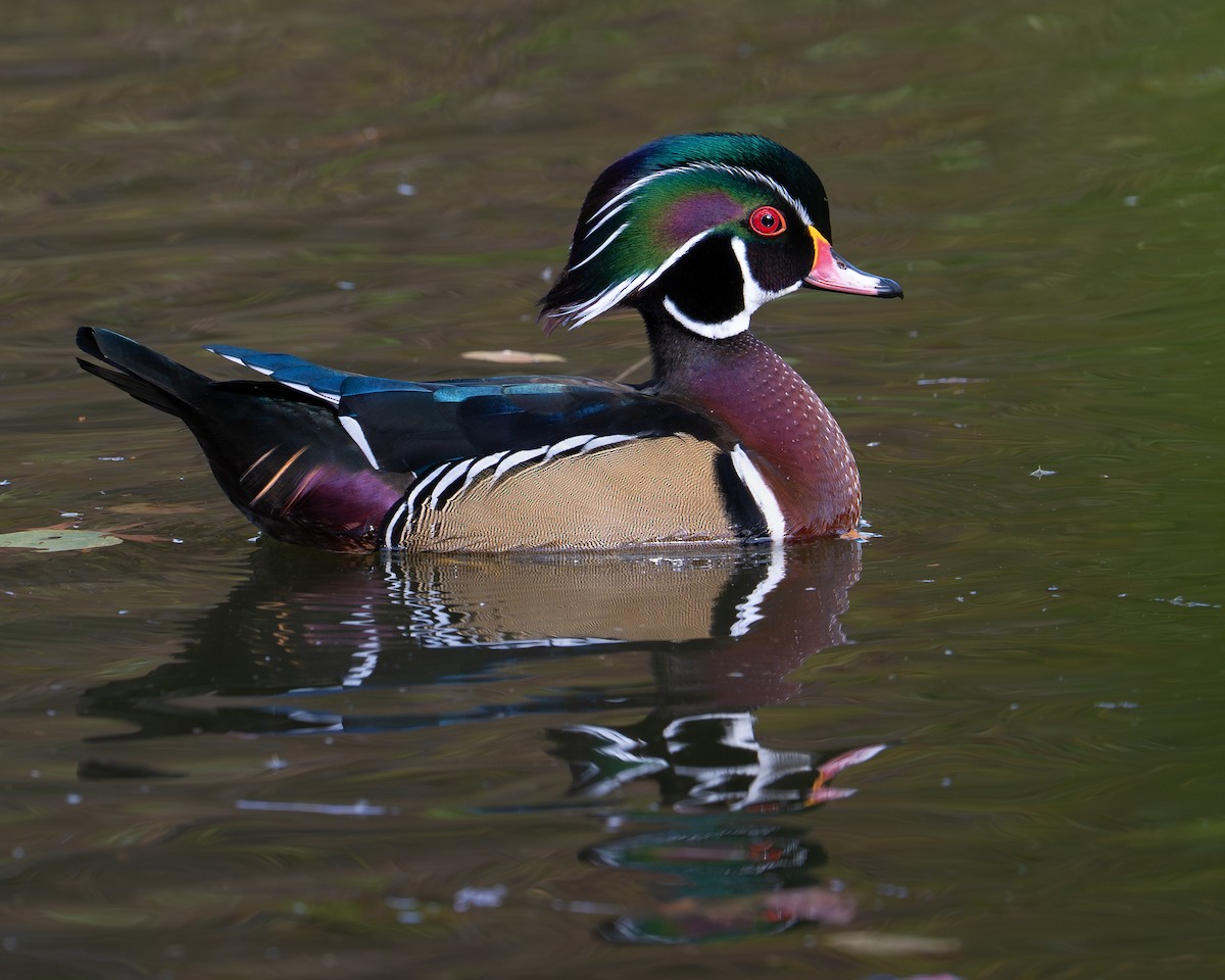 美洲鴛鴦 - ML644521954