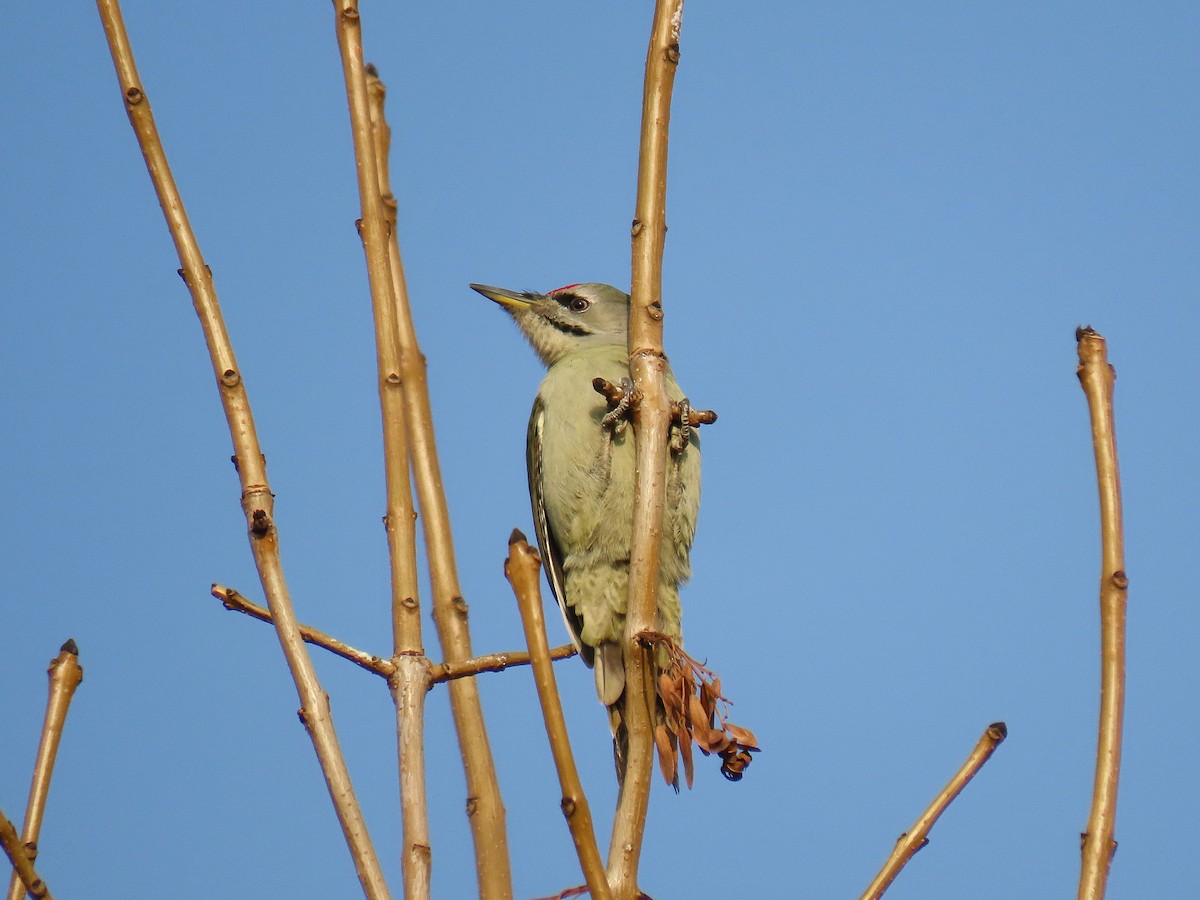 Pic cendré (canus/jessoensis) - ML644521955