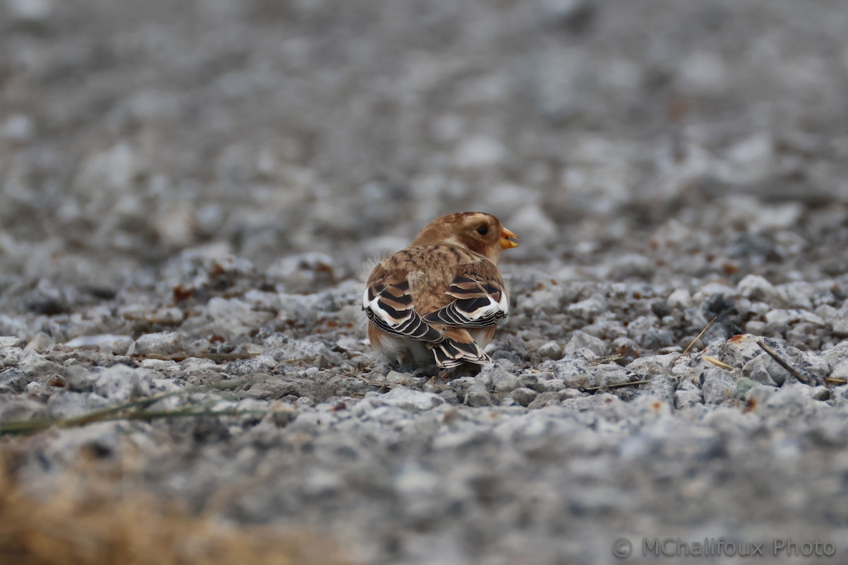 snøspurv - ML644521958