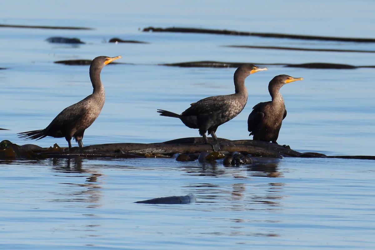 Double-crested Cormorant - ML644521963