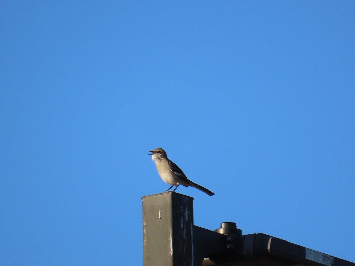 Northern Mockingbird - ML644521964